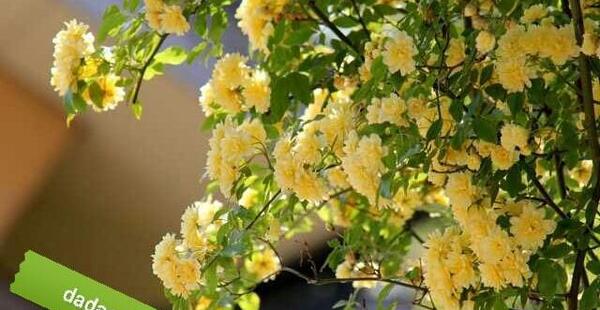 عکس گل ابشار طلایی