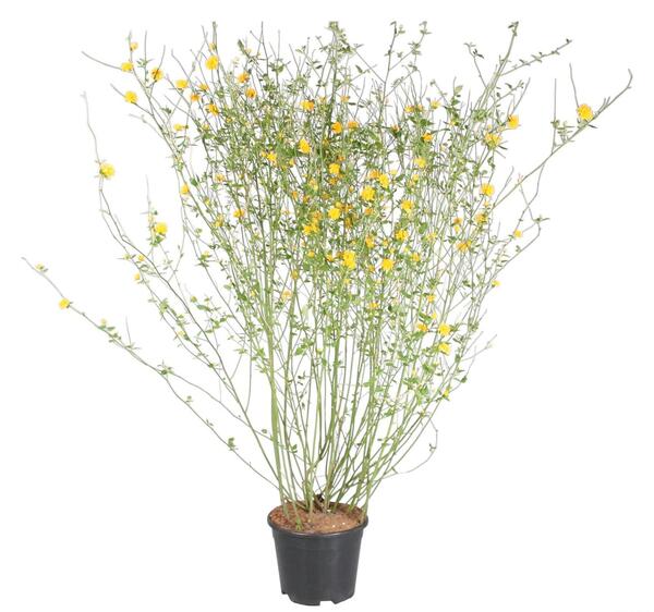عکس گل ابشار طلایی