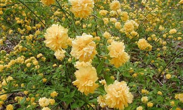 عکس گل ابشار طلایی