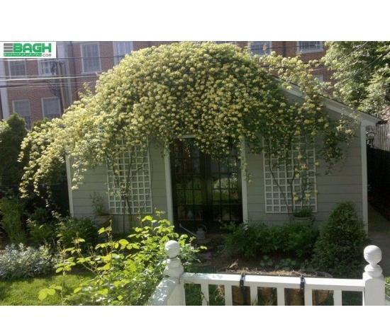 عکس گل ابشار طلایی