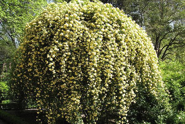 عکس گل ابشار طلایی