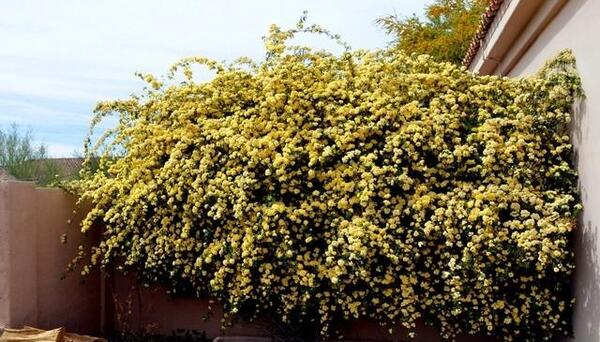 عکس گل ابشار طلایی