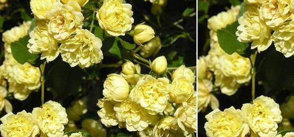 عکس گل ابشار طلایی
