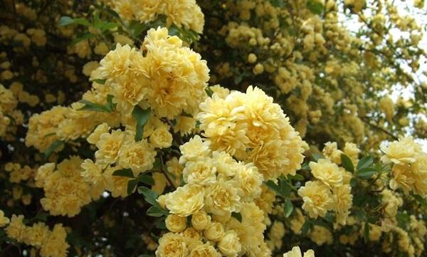 عکس گل ابشار طلایی