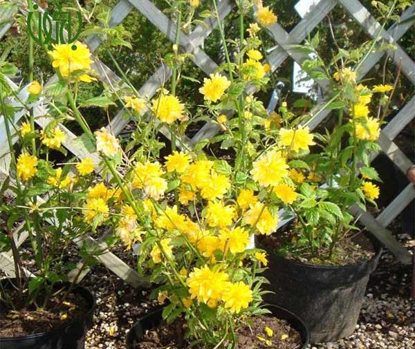 عکس گل ابشار طلایی