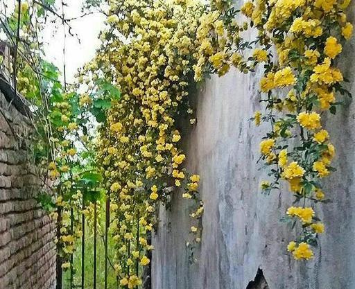 عکس گل ابشار طلایی
