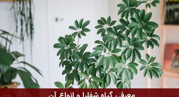 عکس گل آپارتمانی شفلرا