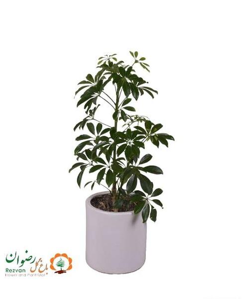 عکس گل آپارتمانی شفلرا