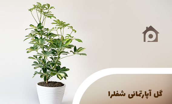 عکس گل آپارتمانی شفلرا