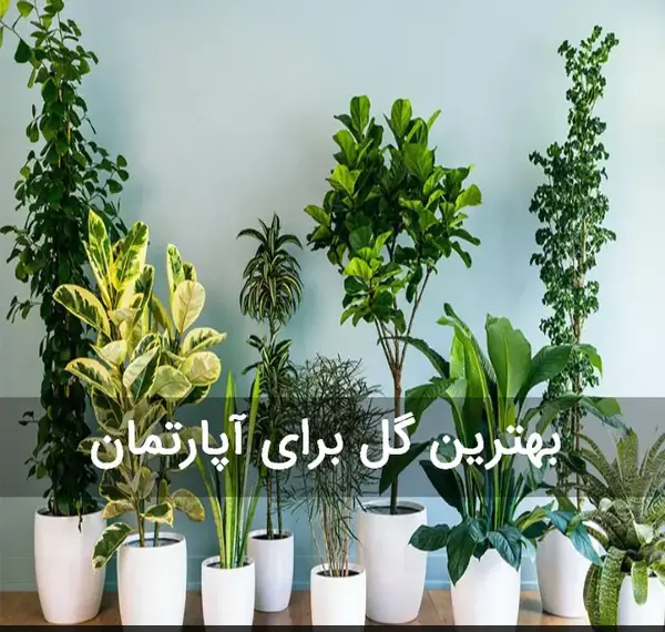 عکس گل آپارتمانی شفلرا