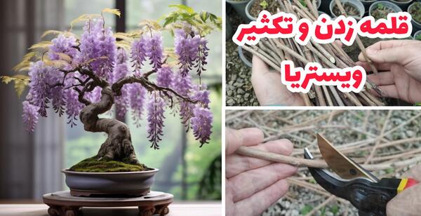 عکس گل گلیسیرین