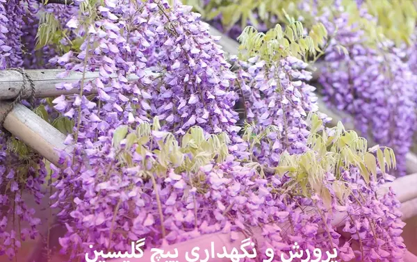 عکس گل گلیسیرین