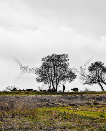 عکس از طبیعت برای طراحی