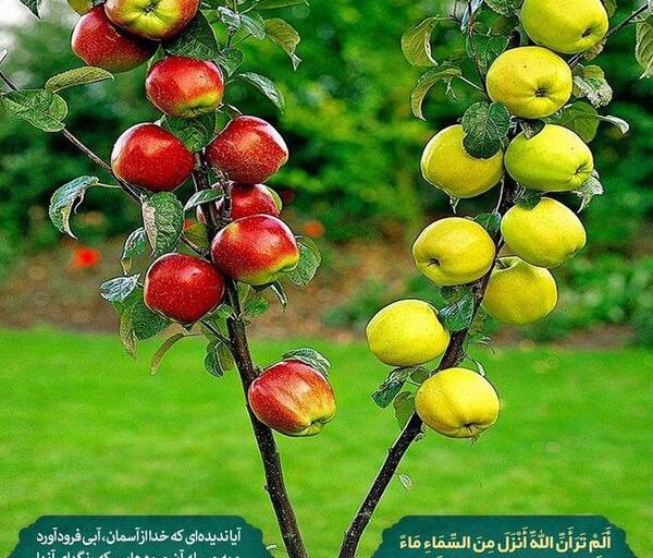 عکس نام الله در طبیعت