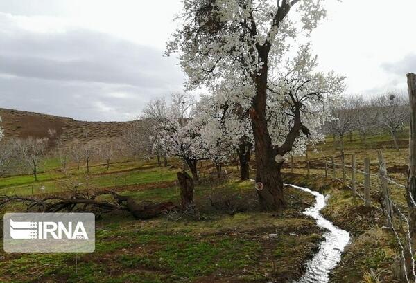 عکس طبیعت رابر