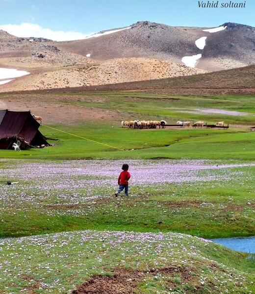 عکس طبیعت رابر