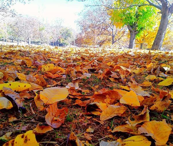 عکس طبیعت رابر