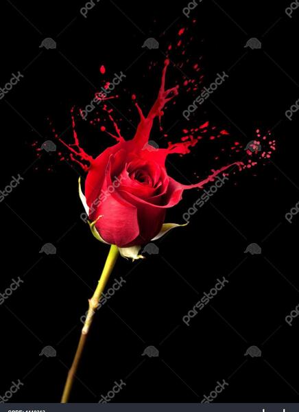 عکس گل پس زمینه تیره