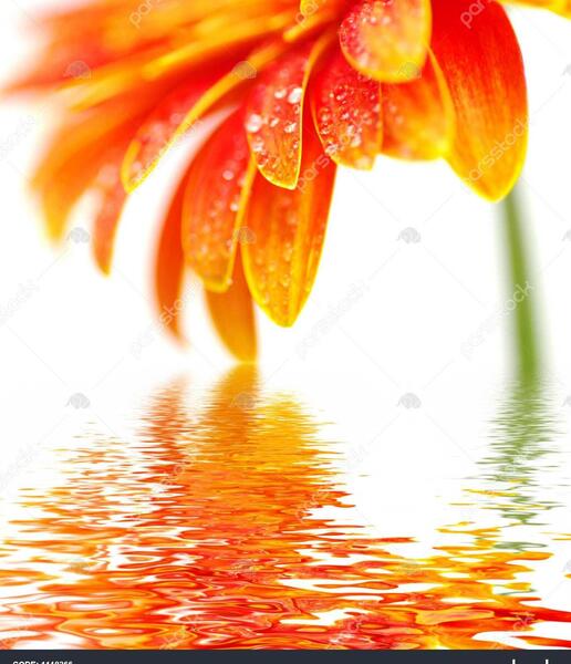 عکس گل ژربرا نارنجی