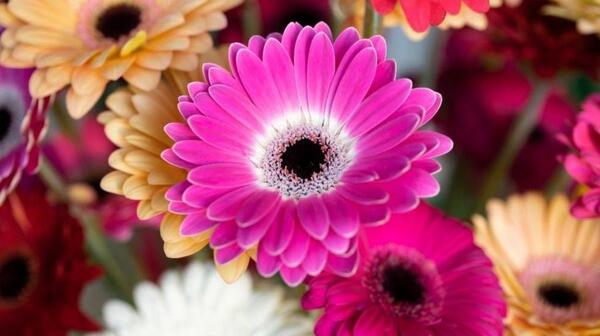 عکس گل ژربرا نارنجی