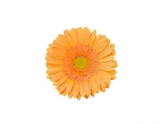 عکس گل ژربرا نارنجی