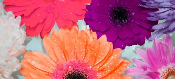 عکس گل ژربرا نارنجی