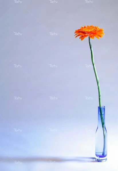 عکس گل ژربرا نارنجی