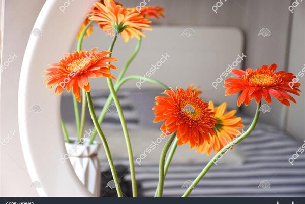 عکس گل ژربرا نارنجی