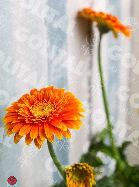 عکس گل ژربرا نارنجی