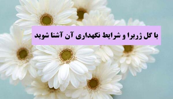 عکس گل ژربرا نارنجی