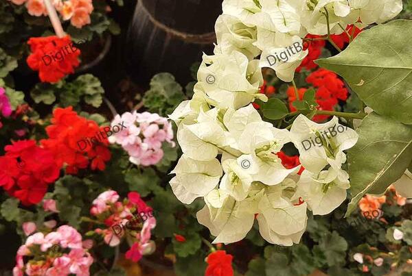 عکس گل کاغذی زرد