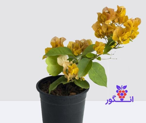 عکس گل کاغذی زرد