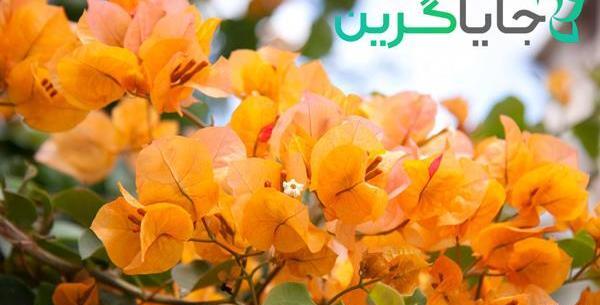 عکس گل کاغذی زرد