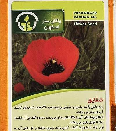 عکس های گل شقایق وحشی
