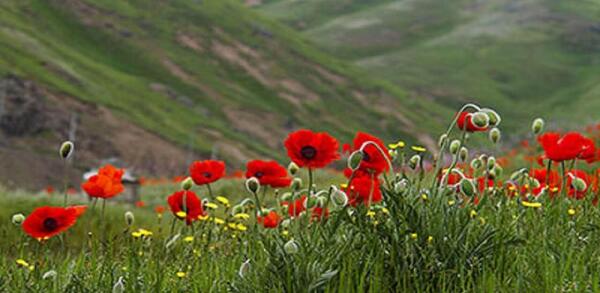 عکس های گل شقایق وحشی