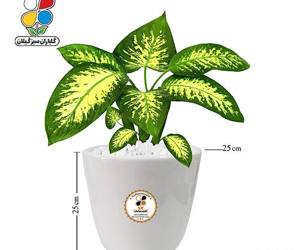عکس بزرگترین گل دیفن باخیا
