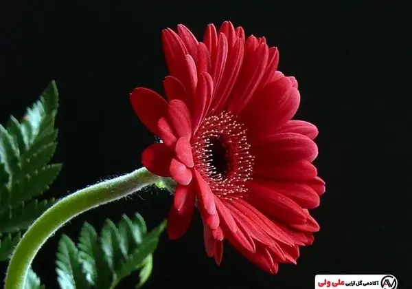 عکس گل ژربرا صورتی