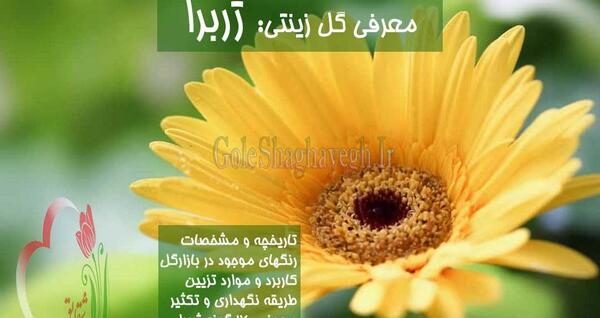 عکس گل ژربرا صورتی