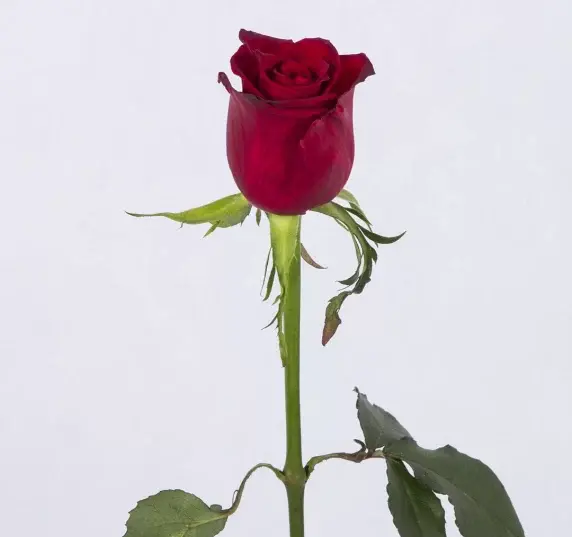 عکس گل تک شاخ