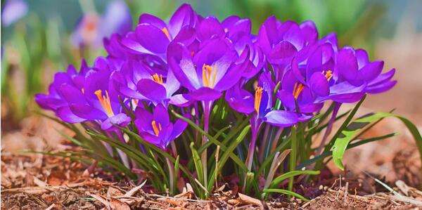 عکس طبیعت بهاری فول اچ دی