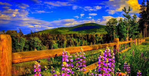 عکس طبیعت بهاری فول اچ دی