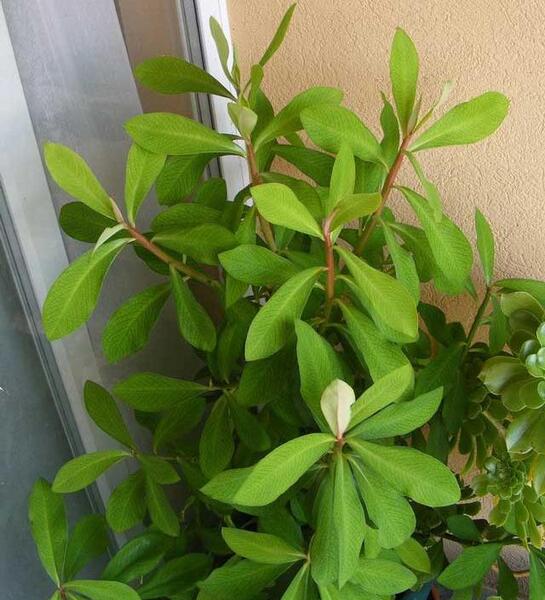 عکس از گل فردوس
