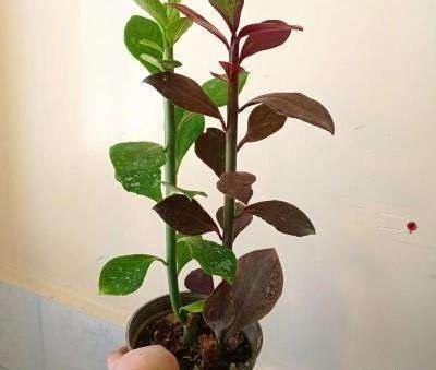 عکس از گل فردوس