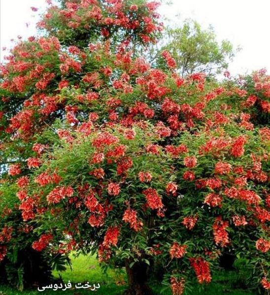 عکس از گل فردوس