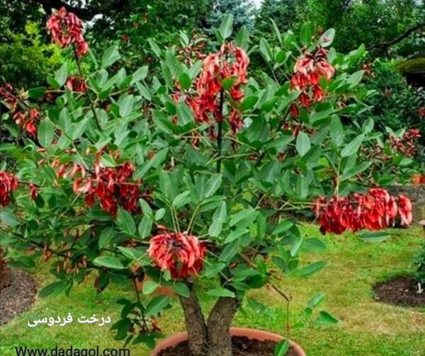 عکس از گل فردوس