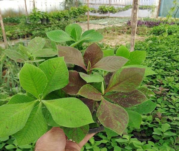 عکس از گل فردوس