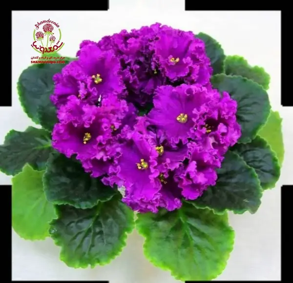 عکس گل بنفشه آفریقایی