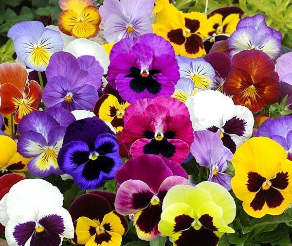عکس گل بنفشه آفریقایی
