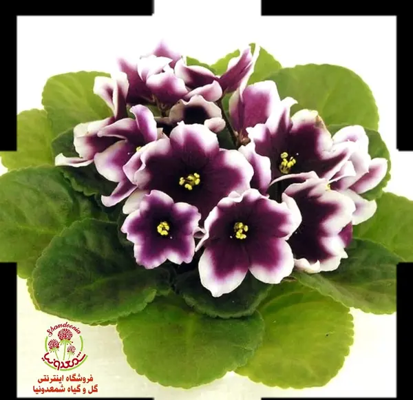 عکس گل بنفشه آفریقایی