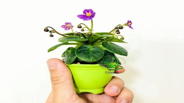 عکس گل بنفشه آفریقایی